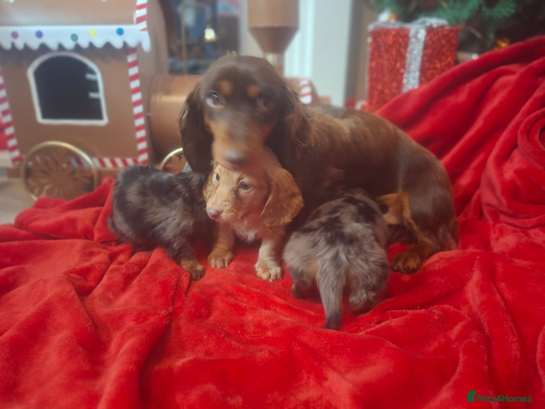Miniature Dachshund dogs for sale: Long Haired Mini Dashound  - Advert 10