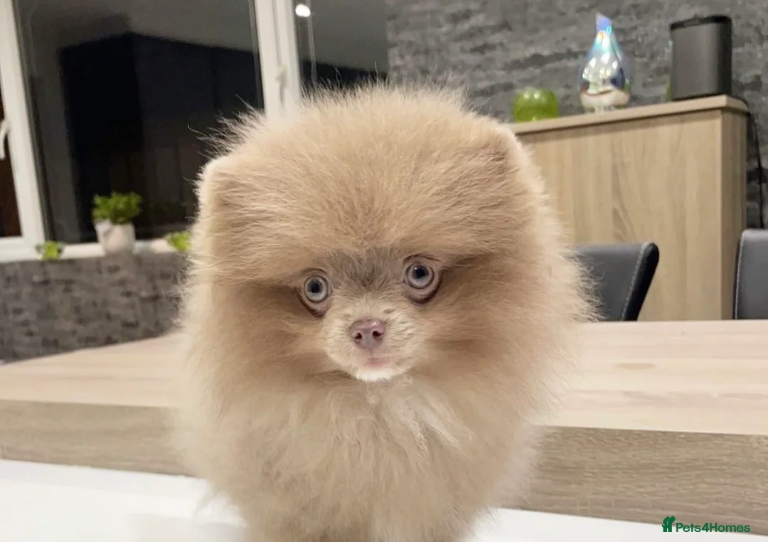 Pomeranian dogs for sale: Remi  - Advert 3