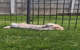 Mini Lop rabbits for sale: Mini lop *PLEASE READ* - Image 6