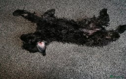 Cockapoo dogs for sale: Gorgeous little cockapoo 5 months old - Image 2
