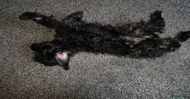 Cockapoo dogs - Advert 14