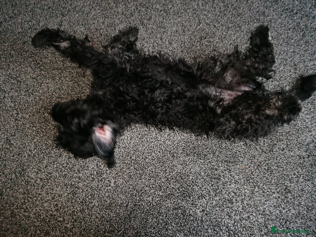 Cockapoo dogs for sale: Gorgeous little cockapoo 5 months old - Image 2