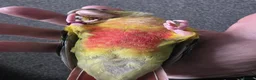 Conures birds for sale: Green cheek conure (pineapple) - Advert 6