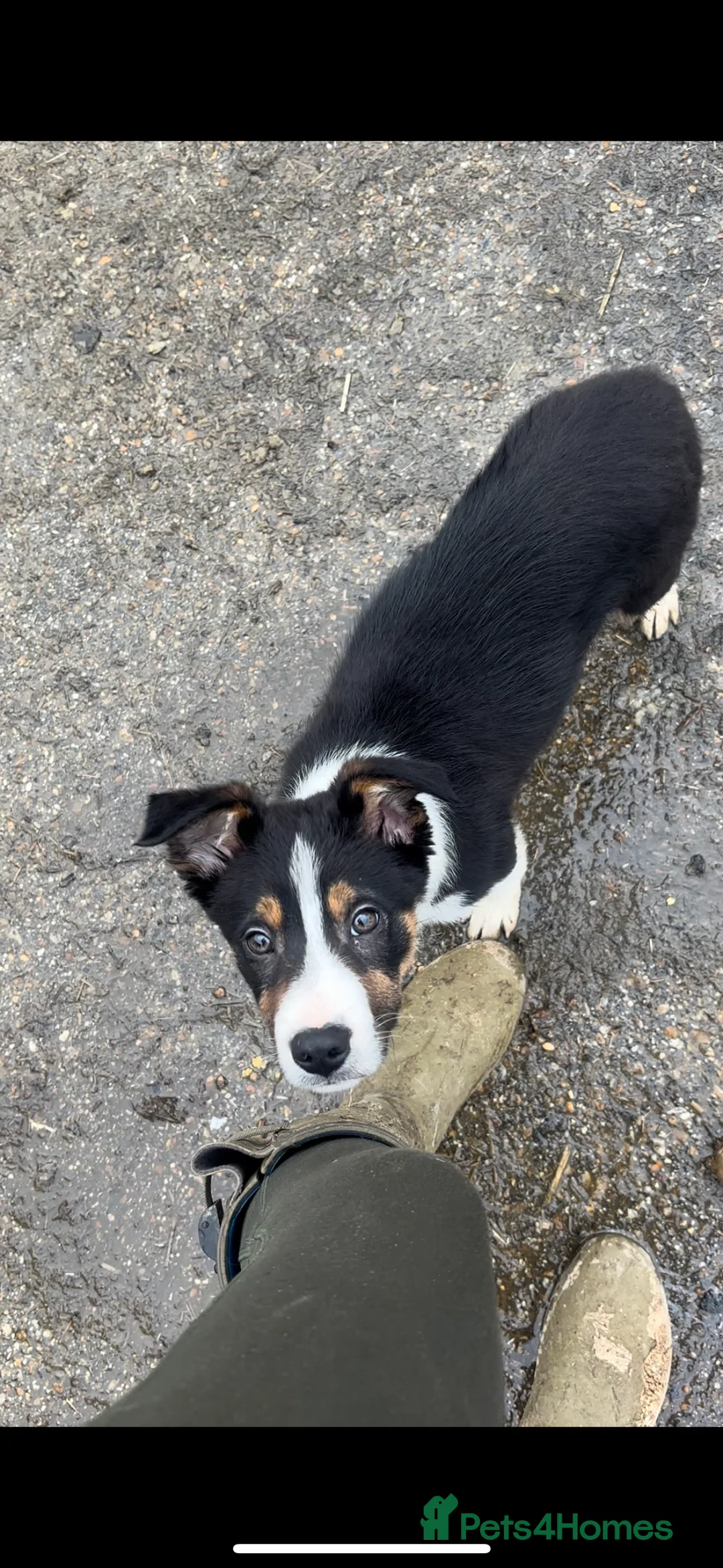 Border Collie dogs for sale: Last of the litter! - Advert 1