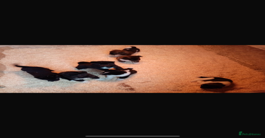 Akita dogs 7 bear faced American Akitas puppies  - Advert 2