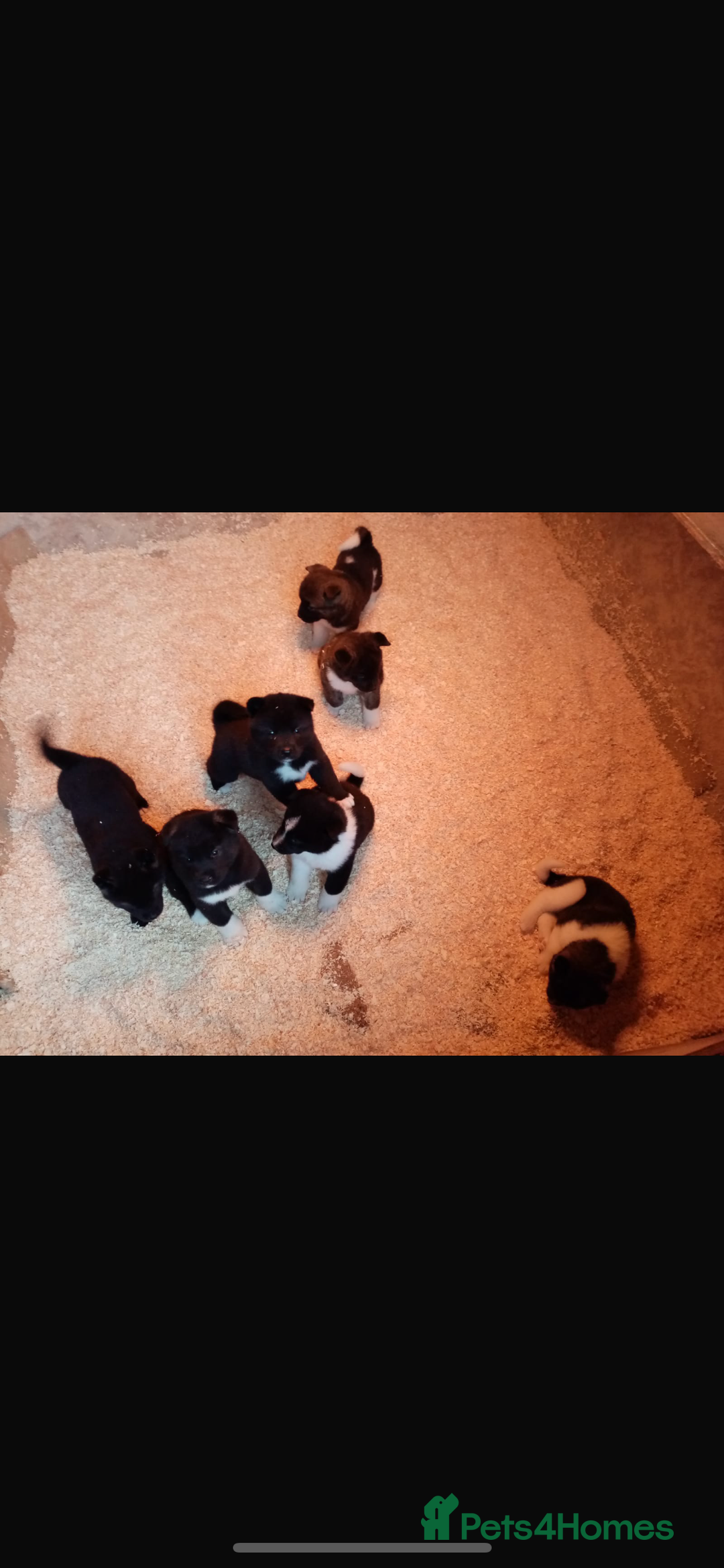 Akita dogs for sale: 7 bear faced American Akitas puppies  - Advert 7