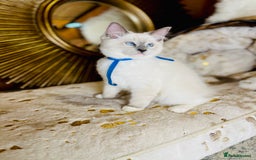Ragdoll cats for sale: QUALITY GCCF RAGDOLLS KITTENS READY NOW  - Image 7