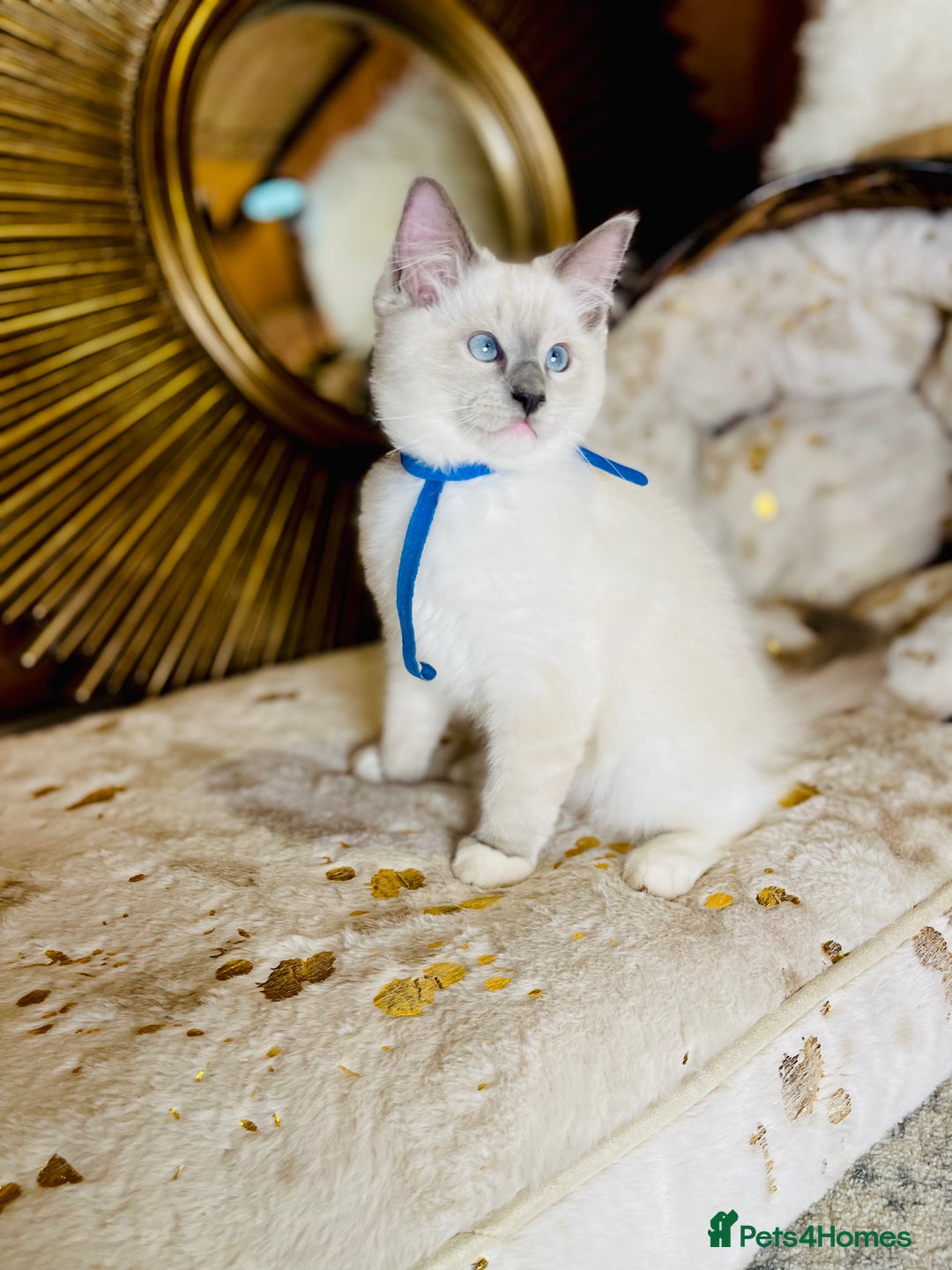Ragdoll cats for sale: QUALITY GCCF RAGDOLLS KITTENS READY NOW  - Image 7
