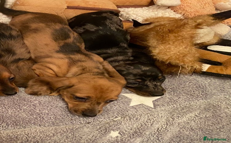 Miniature Dachshund dogs - Advert 15