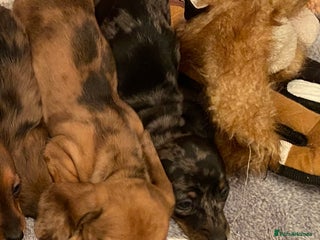 Miniature Dachshund dogs miniature Dachshund puppies - Advert 17