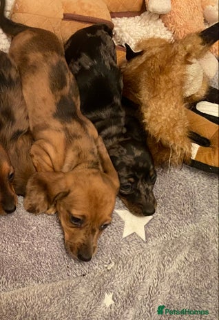 Miniature Dachshund dogs - Advert 15