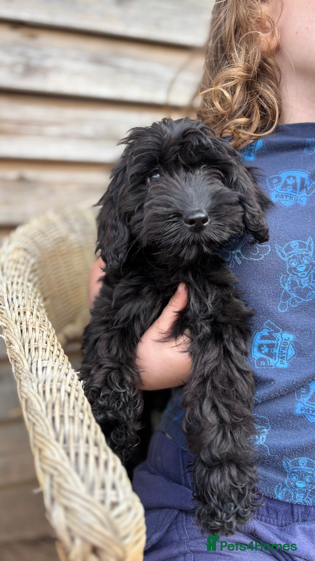 Cockapoo dogs for sale: 🐾 Cockerpoo puppies for sale 🐾  - Image 8