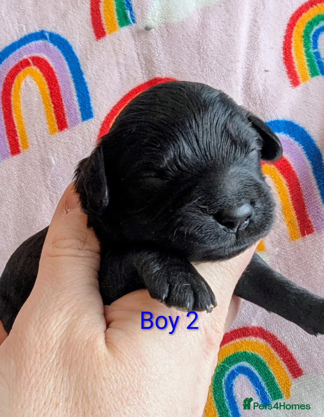 Cavapoo dogs for sale: DNA health tested Merle Cavapoos - Advert 6