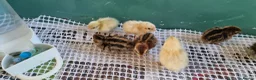 Quail poultry for sale: Coturnix quail chics - Advert 12