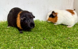 Guinea Pig rodents for sale: Super calm, friendly Guinea pig females  - Image 18
