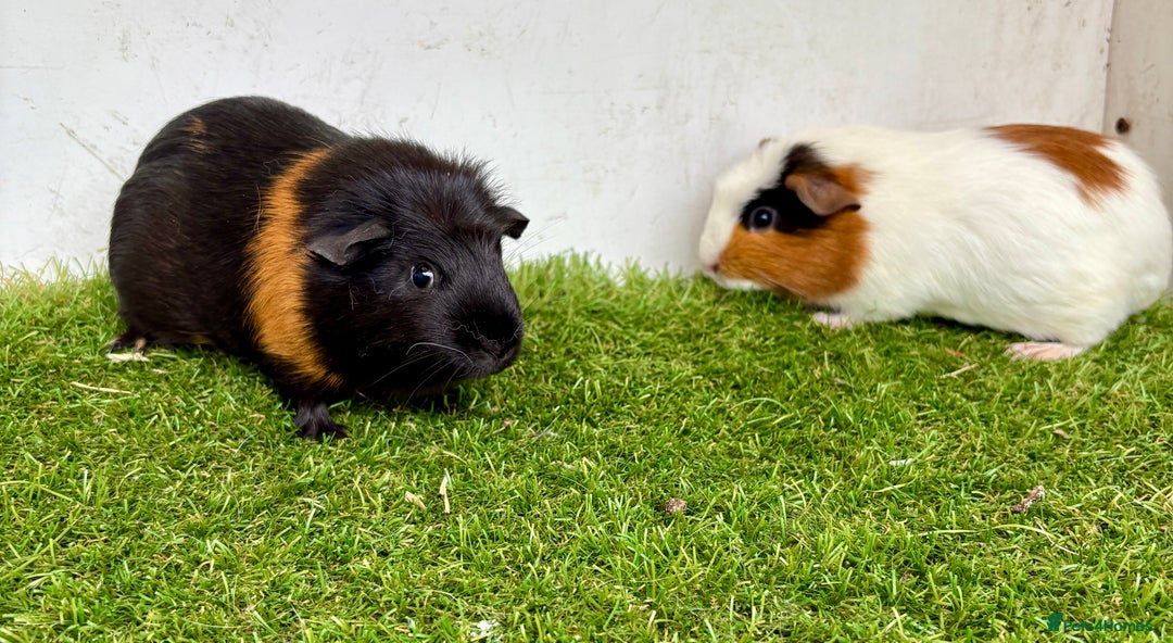 Guinea Pig rodents for sale: Super calm, friendly Guinea pig females  - Image 18