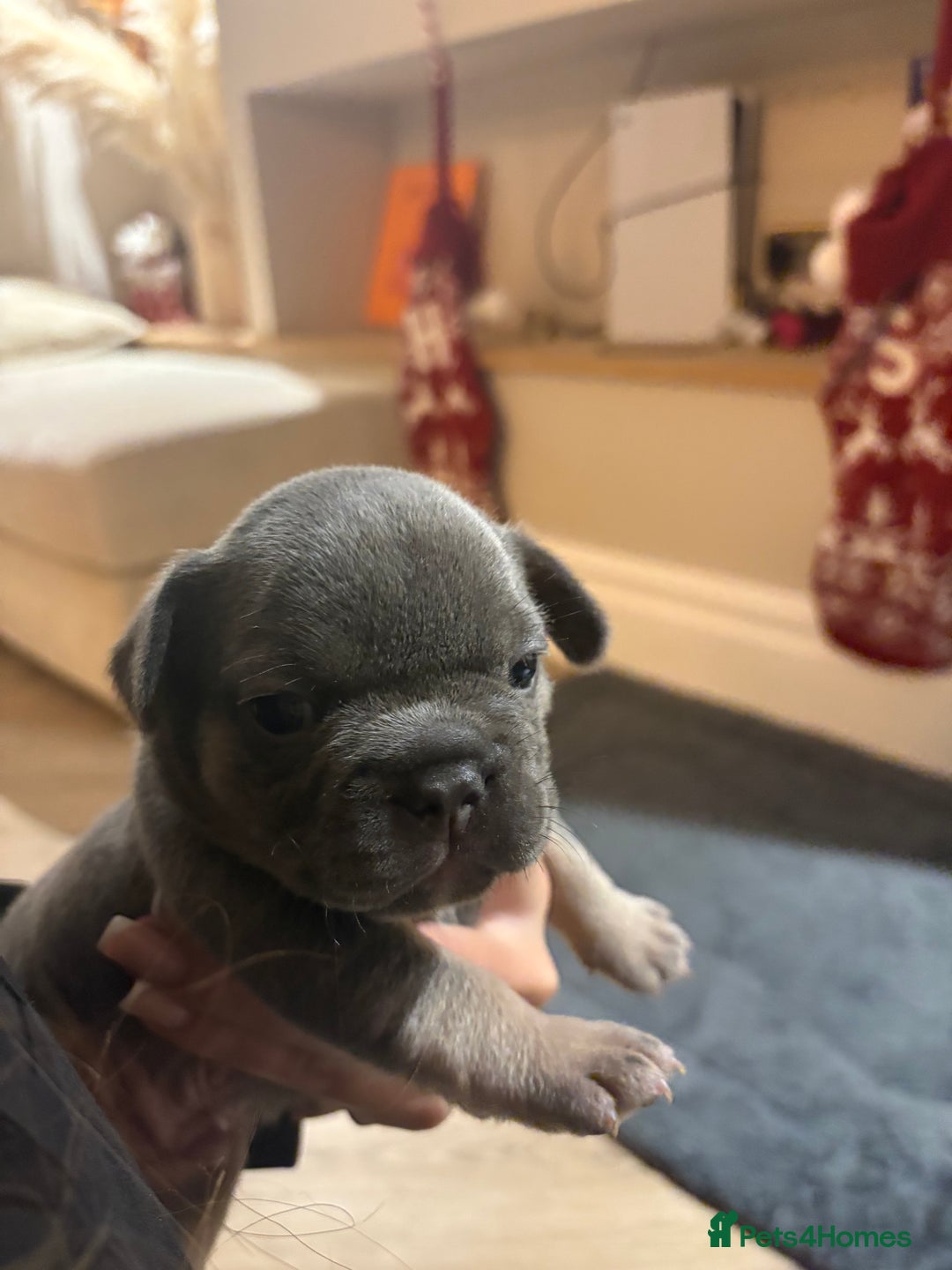 French Bulldog dogs for sale: French bulldog puppies NEARLY READY TO GO - Advert 9