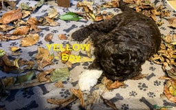 Lagotto Romagnolo dogs for sale: Stunning Litter of Pedigree Lagotto Romagnolo Pups - Image 27