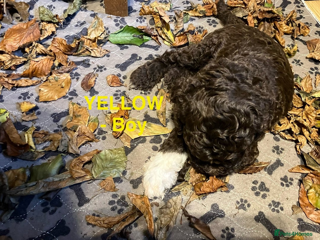 Lagotto Romagnolo dogs for sale: Stunning Litter of Pedigree Lagotto Romagnolo Pups - Image 27