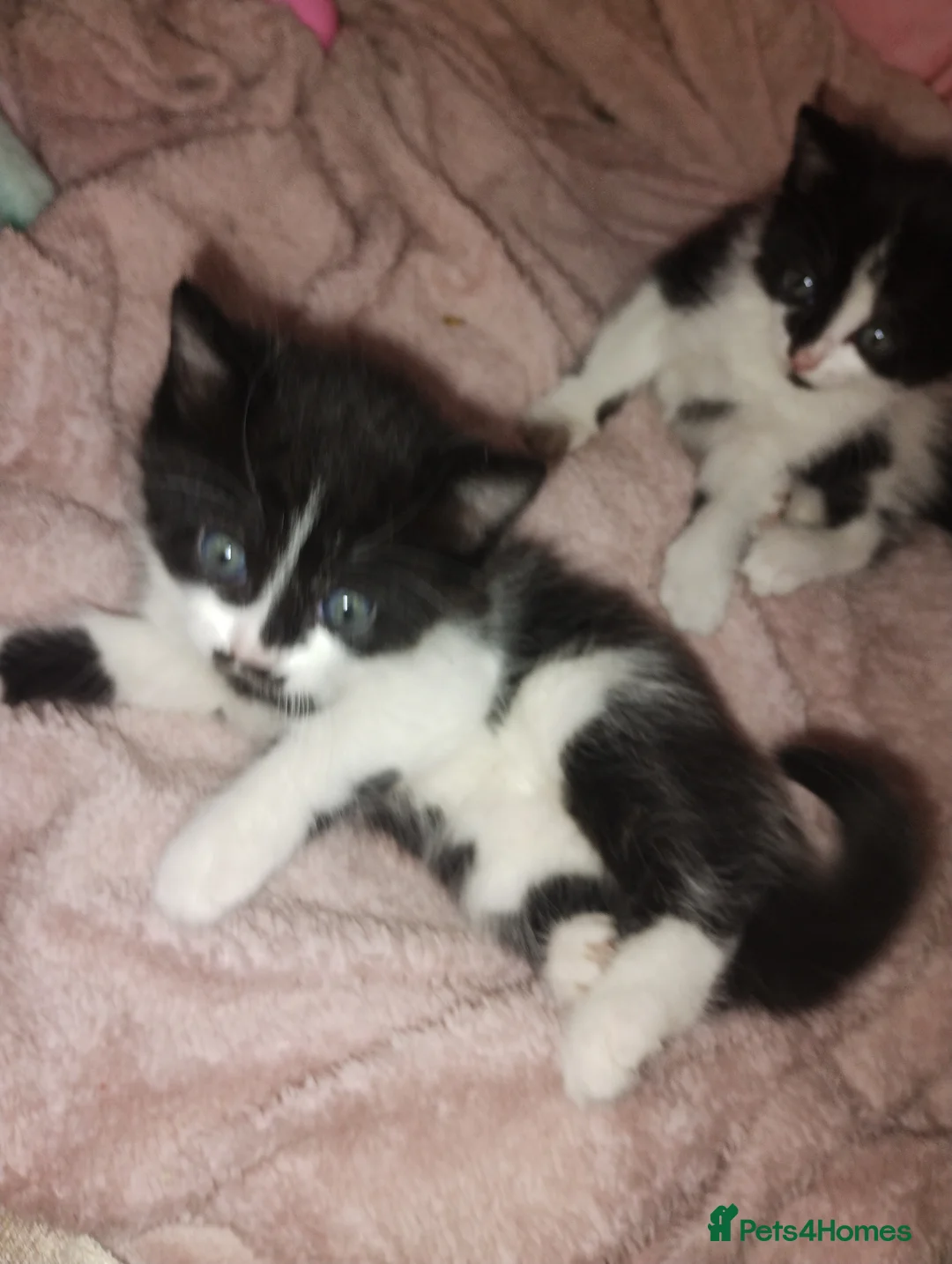 Mixed Breed cats for sale: Three cuties ready for new homes  - Advert 8