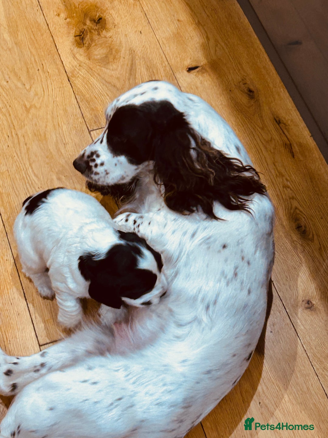 Cocker Spaniel dogs for sale: ⭐️ Meet this Stunning Male Cocker Spaniel puppy  - Advert 1