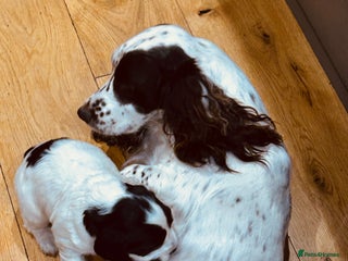 Cocker Spaniel dogs ⭐️ Meet this Stunning Male Cocker Spaniel puppy - Advert 2