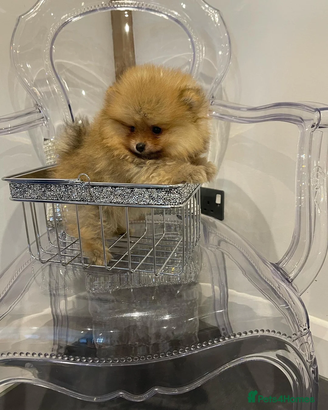 Pomeranian dogs for stud: STUNNING FENDI OPEN AT STUD 🏆CHAMPION SIRED🏆 in Grays - Advert 31