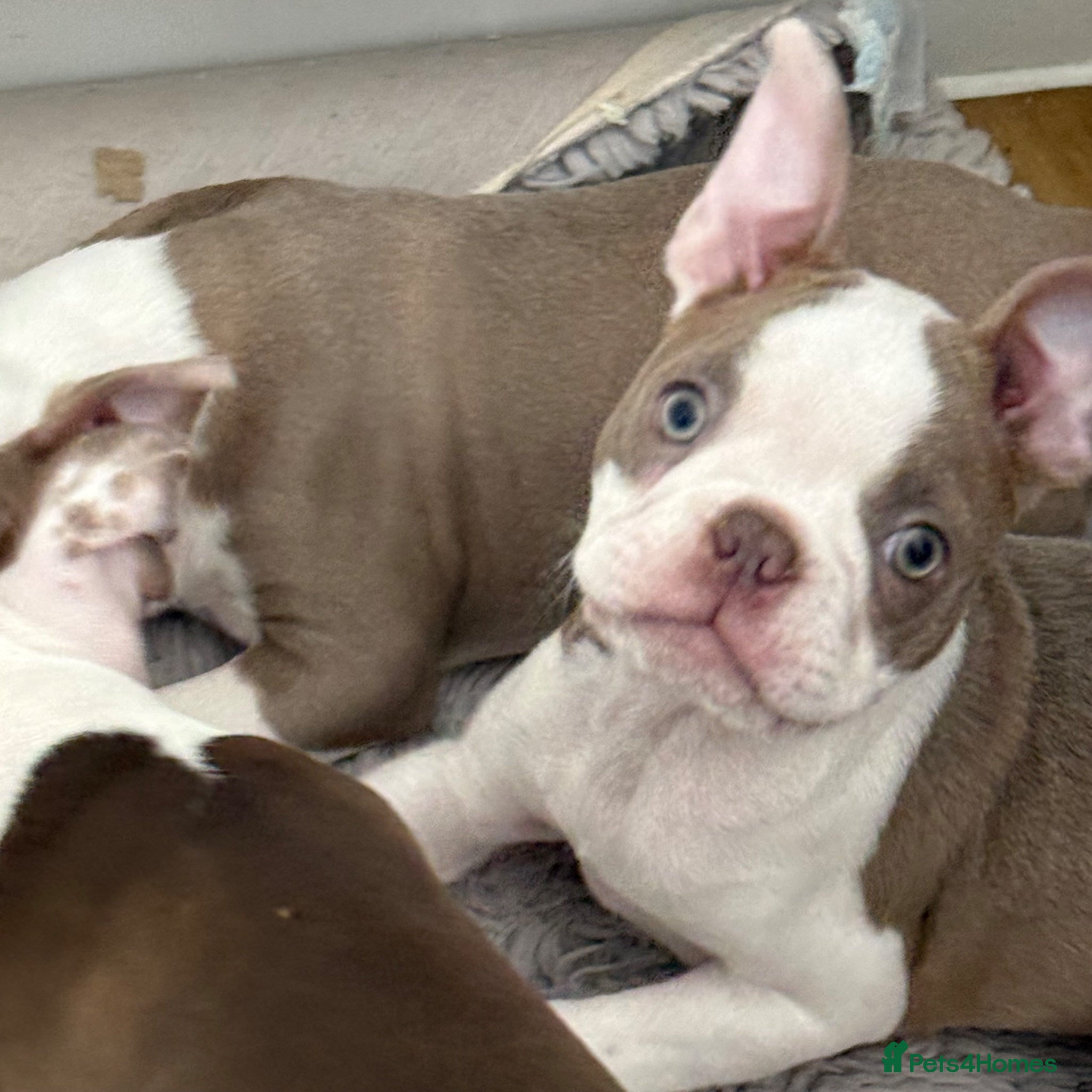 Boston Terrier dogs KC registered Boston Terrier ready now  - Advert 1