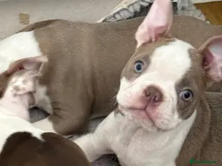 Boston Terrier dogs Fully vaccinated KC registered Boston Terriers - Advert 6