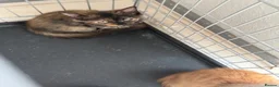 Mixed Breed cats for sale: kittens - Advert 8