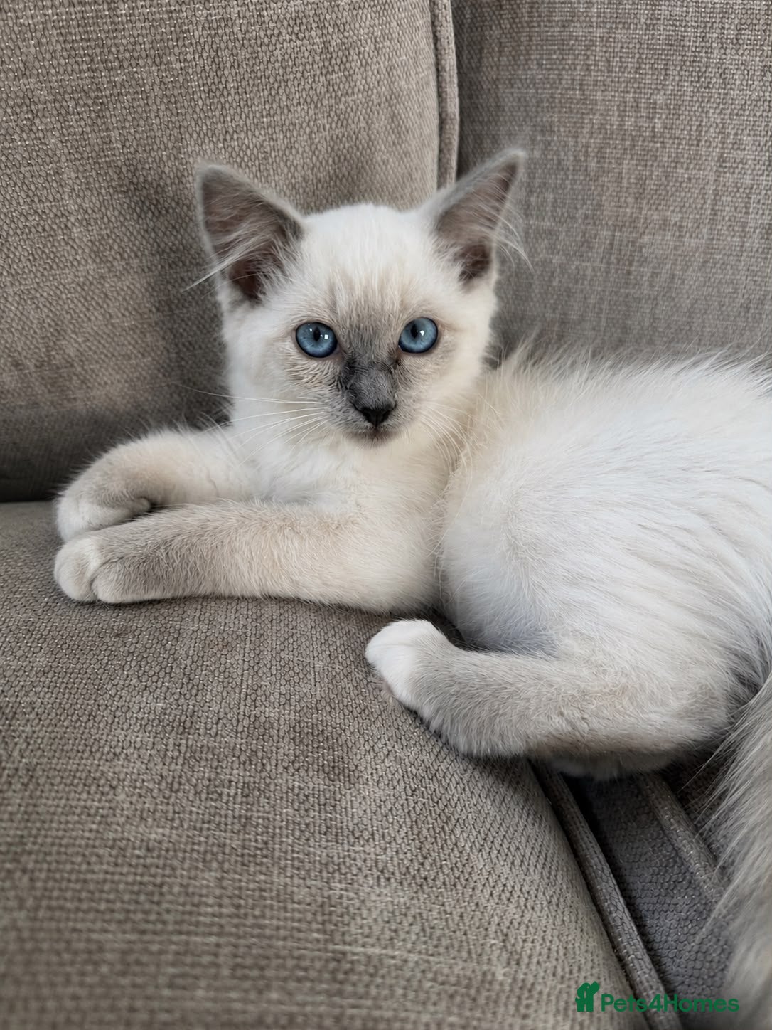 Ragdoll cats Ragdoll kittens  - 11 weeks old.  Ready now - Advert 2