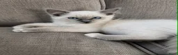 Ragdoll cats for sale: Ragdoll kittens  - 11 weeks old.  Ready now - Advert 3