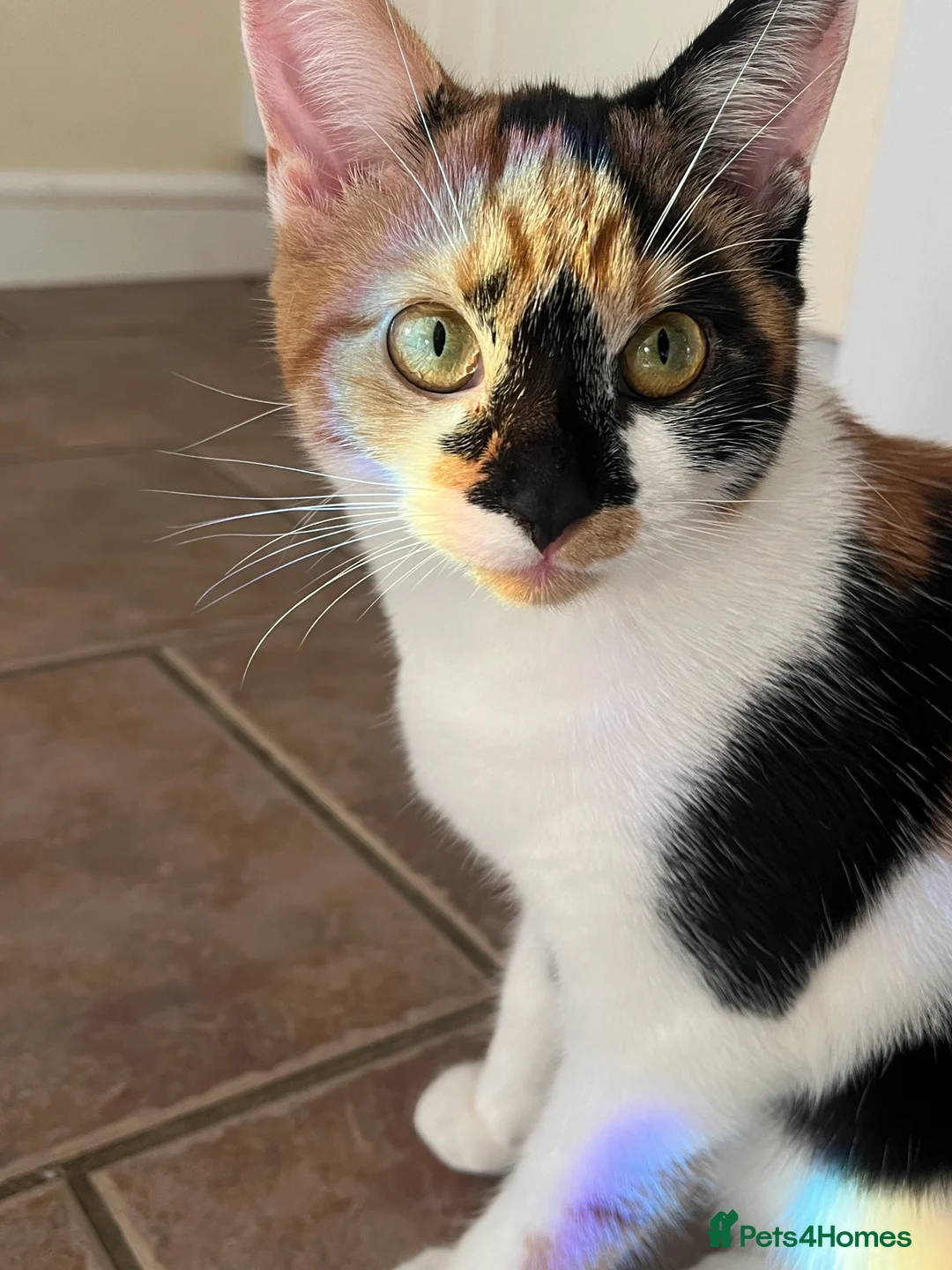 Mixed Breed cats for sale: Black kitten in Sherborne - Advert 3