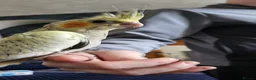 Cockatiels birds for sale: hand tame cockatiels in Worksop - Advert 4