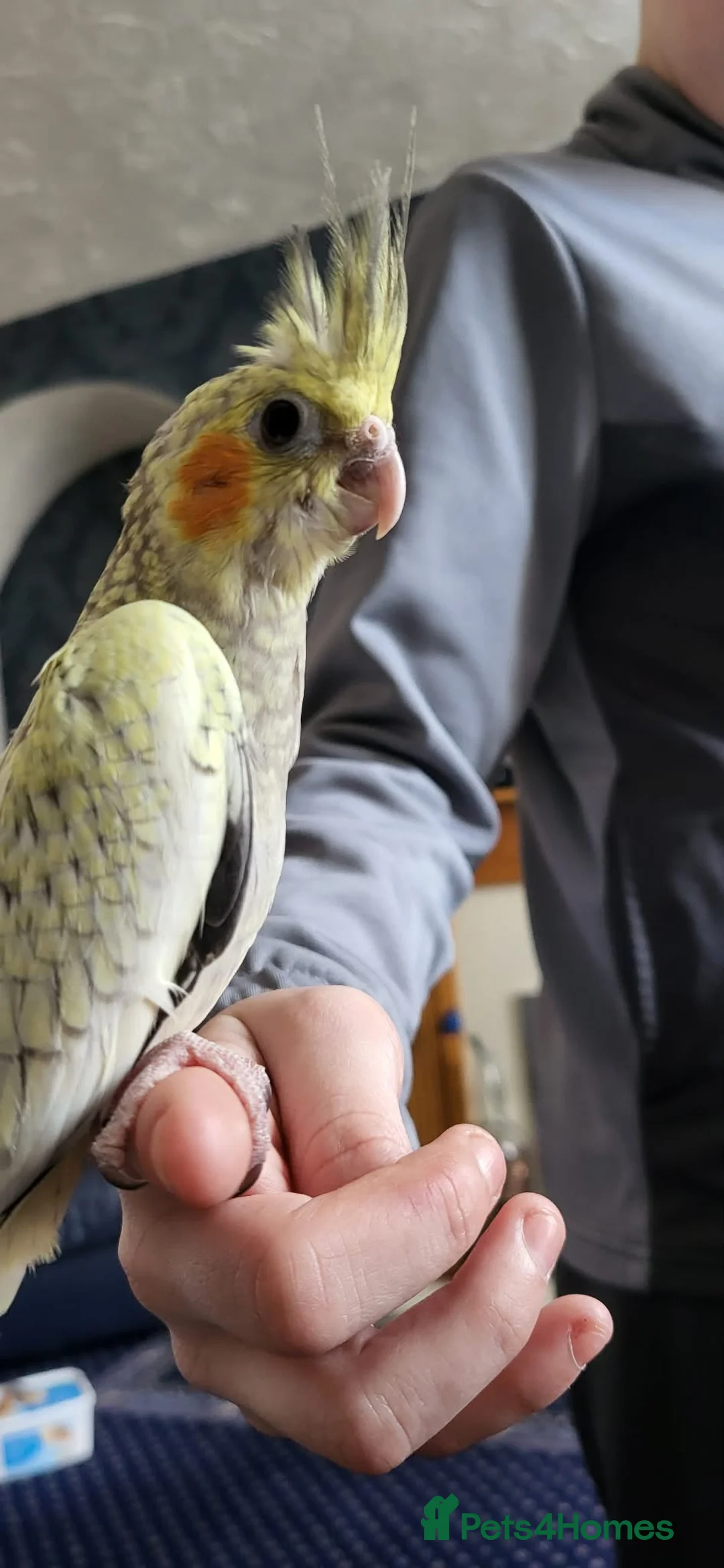 Cockatiels birds for sale: hand tame cockatiels in Worksop - Advert 4