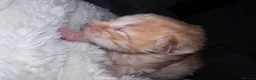 Mixed Breed cats for sale: Lovely little kittens  - Advert 3