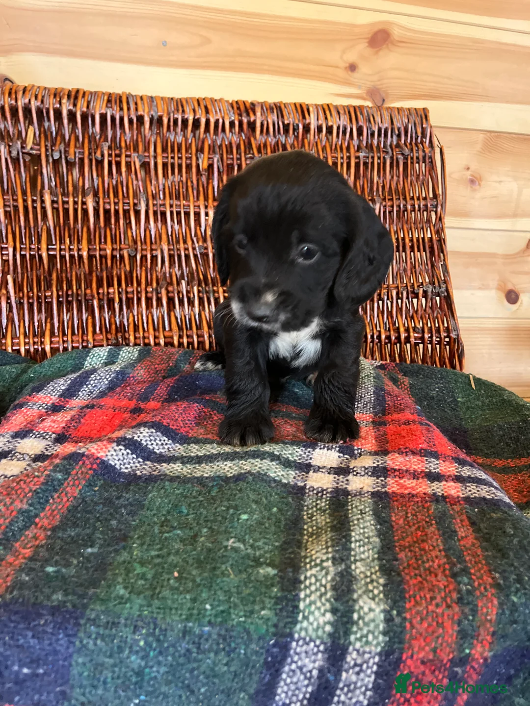 Cocker Spaniel dogs for sale: cocker spaniels - Advert 8