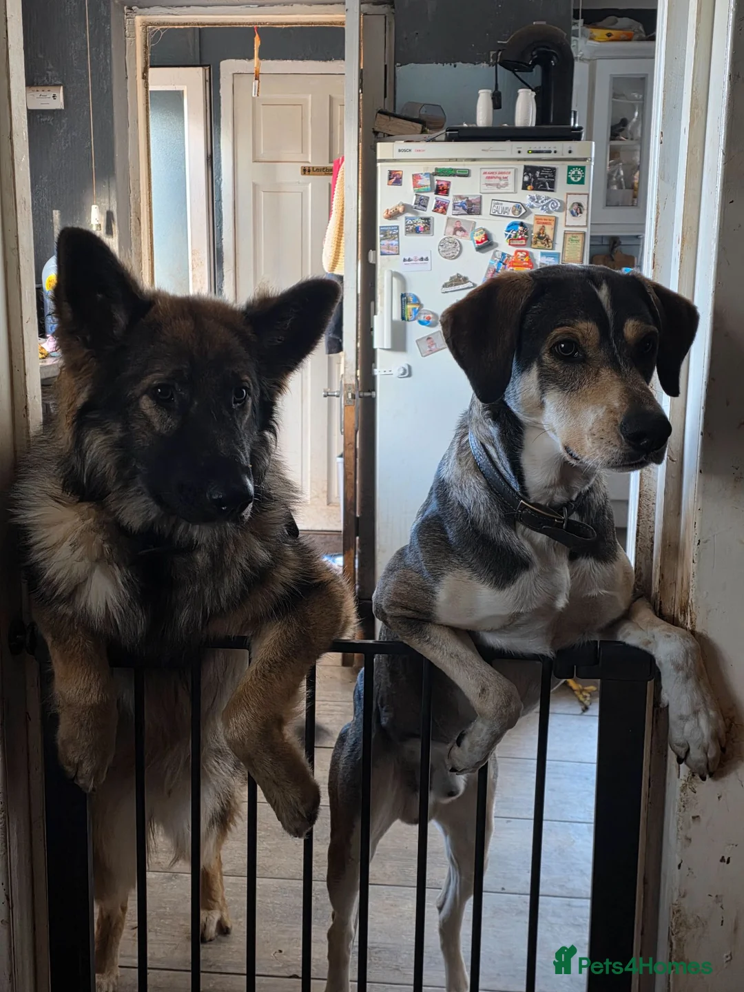 Mixed Breed dogs for sale: German Shepard x Dalmation Puppies  in Nottingham - Advert 3