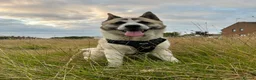 Akita dogs for sale: Male American Akita  in Coulsdon - Advert 4