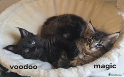 Maine Coon cats for sale: Maine Coon Kittens Polydactyl Russian line - Image 33