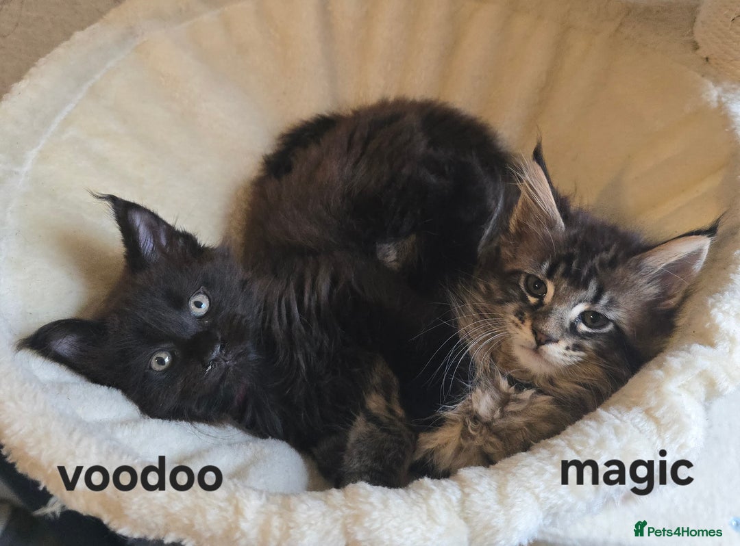 Maine Coon cats for sale: Maine Coon Kittens Polydactyl Russian line - Image 33