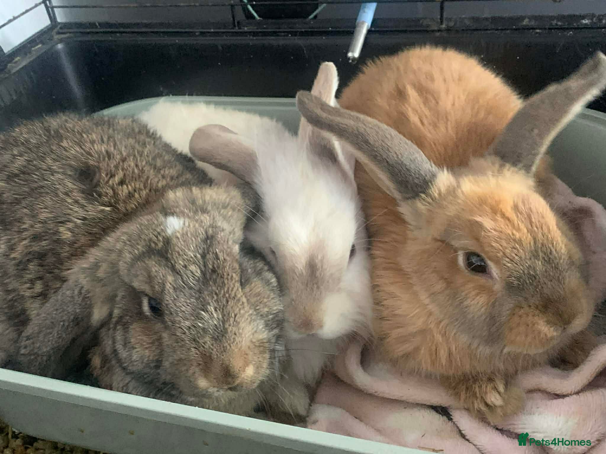 Mixed Breed rabbits 2 rabbit free to good home  - Advert 1