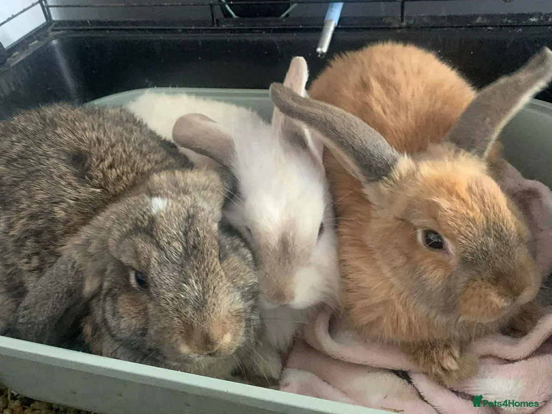 Mixed Breed rabbits for sale: 2 rabbit free to good home  - Advert 1