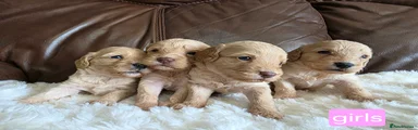Cockapoo 8
