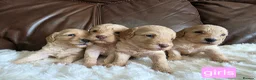 Cockapoo dogs for sale: DNA Health Tested Cockapoos Apricot/Golden - Advert 12