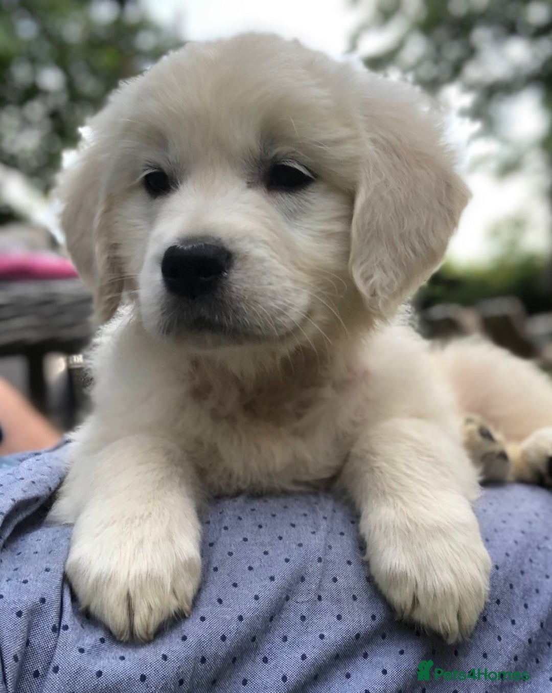Golden Retriever dogs for sale: Chunky Golden Retriever pups with cream coats - Image 6