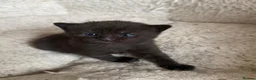 Mixed Breed cats for sale: Female kitten - Advert 3