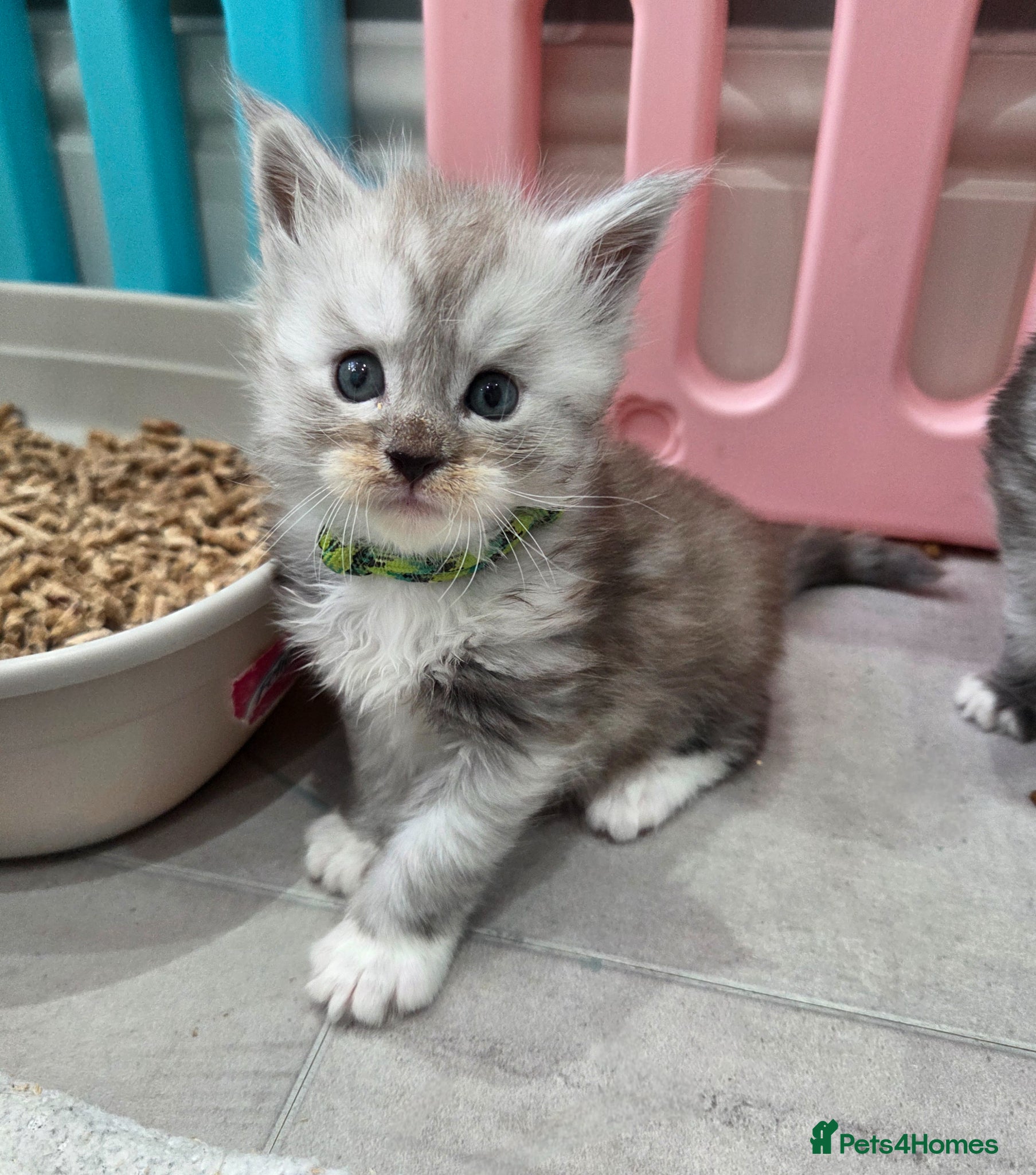 Maine Coon cats Imported champion line kittens - Advert 1