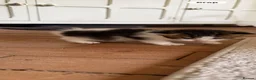 Scottish Fold cats for sale: 🩷Scottish fold x kittens 🩷 - Advert 13