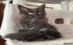 Maine Coon cats for sale: Maine coon - Image 14
